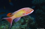 Pseudanthias-squamipinnis Anthias orange male-Safaga Tobia kebir-16m-20171120-Denis-ADER-DSC_3121_tn